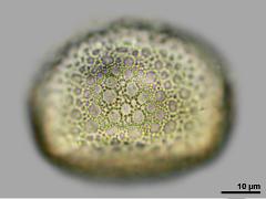 polar view,hydrated pollen