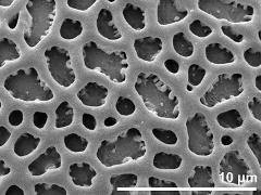exine surface
