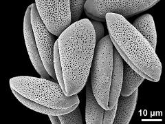 dry pollen grains