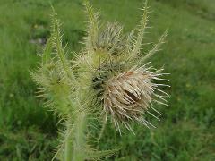 inflorescence(s)