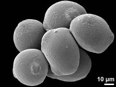 hydrated pollen