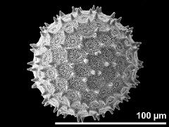 hydrated pollen