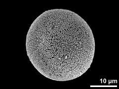 hydrated pollen,polar view