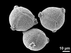 hydrated pollen grains