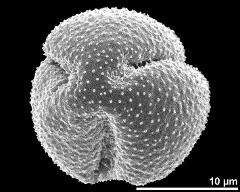 polar view (dry pollen grain)