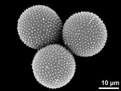 hydrated pollen