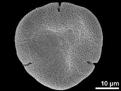 acetolyzed pollen,polar view