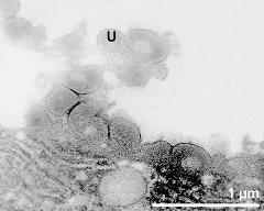 tapetum cells with Ubisch bodies (U)