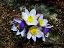 flowers of Pulsatilla vernalis