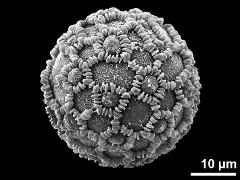 hydrated pollen grain