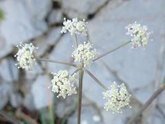 inflorescence(s)