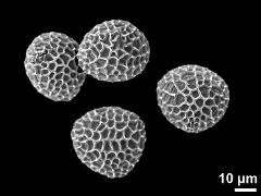 dry pollen grain