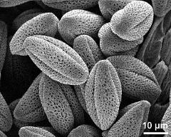 dry pollen grains