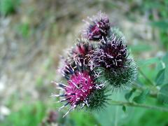 inflorescence(s)