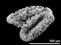 dry pollen grains