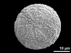 hydrated pollen grain