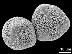 hydrated pollen grains