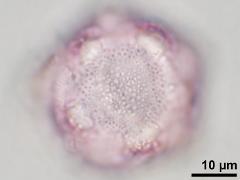 hydrated pollen,reticulate ornamentation