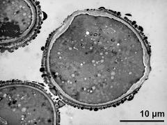 pollen grain in cross section