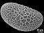 proximal polar view