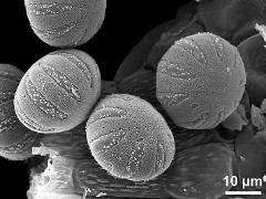 hydrated pollen grains