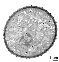 pollen grain with generative cell