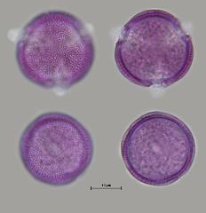 hydrated pollen