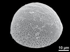 hydrated pollen,equatorial view