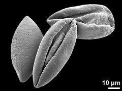 dry pollen grains