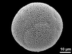 hydrated pollen grain