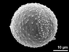 hydrated pollen,pantocolpate