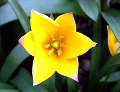 frontal view of open flower with open anthers and triangular ovary