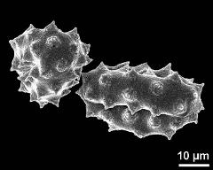 dry pollen grains