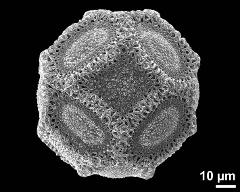 hydrated pollen grain