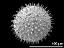 hydrated pollen grain