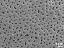 acetolyzed pollen,exine surface,polar area