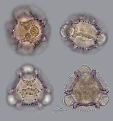 hydrated pollen