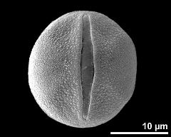 hydrated pollen in equatorial view
