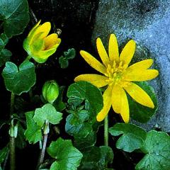 flowers of Ranunculus ficaria