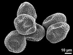 dry pollen grains