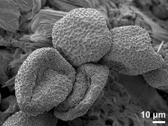 dry pollen