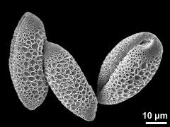 dry pollen grains