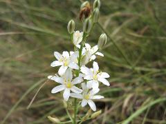 inflorescence(s)