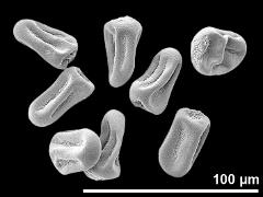 dry pseudomonads