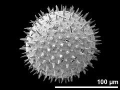 hydrated pollen grain