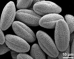 dry pollen grains