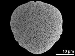 acetolyzed pollen,polar view