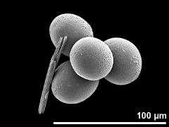 hydrated pollen grains