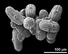 dry pollen grains