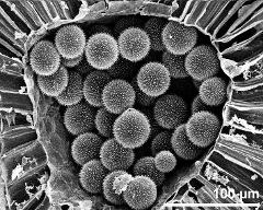 anther with pollen grains in cross section